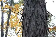 A shagbark hickory tree near Dellville.