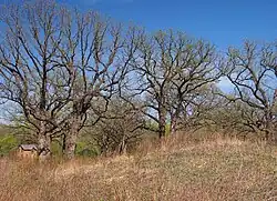 A spring view of a grassy mound with oak trees and a small two-story brick building in the distance