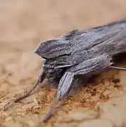 Head detail