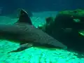 Reef Shark in Predator Tank at Cayman Turtle Centre