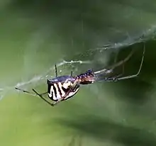 Female in web