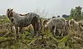 Shetland ponies in the Peel