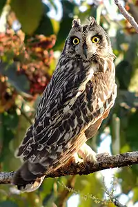 Asio flammeus flammeus in Mangaon, Maharashtra, India