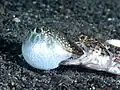 Variegated lizardfish eating Shortfin Puffer at Lembeh Indonesia, 2018