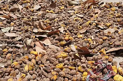 Shriveled, fermented cashew apples ready for distillation, Mozambique