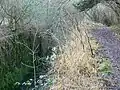 Lock Thames and Severn Canal, Siccaridge Wood