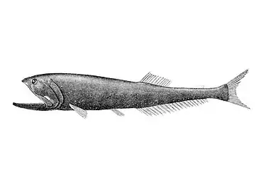 Mesopelagic bristlemouths may be the most abundant vertebrates on the planet, though little is known about them.