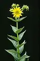 Silphium integrifolium (rosinweed) flowers