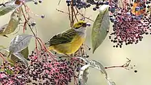 Silver-throated tanager feeding on berries