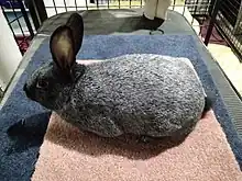 A Black Silver Buck (male rabbit)