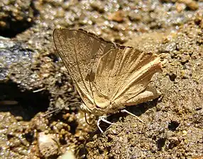 Ventral view