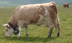 A Simmentaler Fleckvieh cow wearing a 'trychel' cowbell