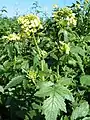 flowering plant