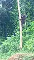 A male monkey climbing a tree in the park