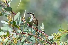 Singing honeyeater, Alice Springs Desert Park, Northern Territory