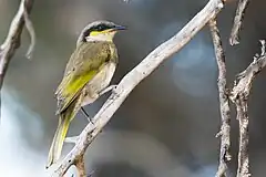 Singing honeyeater, Rottnest Island, Western Australia