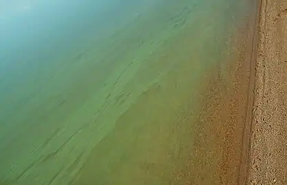 Cyanobacteria in Lake Köyliö.