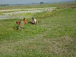 Skyline of Sirajdikhan, Bangladesh