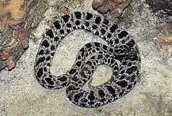 Dusky pigmy rattlesnake