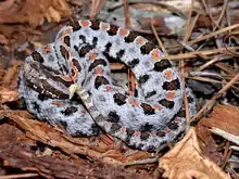 Carolina pigmy rattlesnake