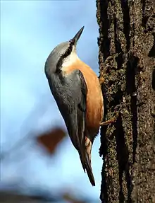 Eurasian nuthatchSitta europaea