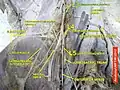 Lumbar spinal nerve 3