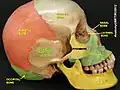 Squama temporalis