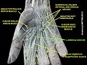 Lumbricals muscle