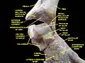 Ankle joint. Deep dissection.