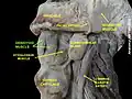 Geniohyoid muscle