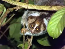 Brown loris