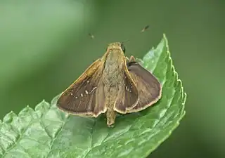 Dorsal view