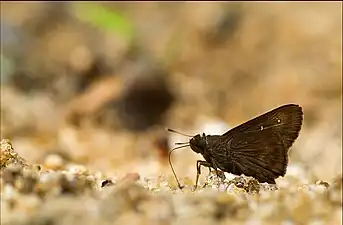 Ventral view