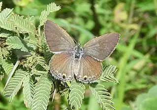 Dorsal view