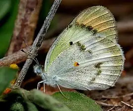 Ventral view