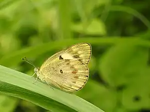 Ventral view