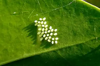 Eggs