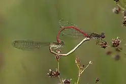 matingfemale form typica