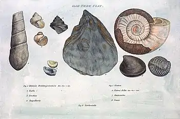 Image 13Illustration from William Smith's Strata by Organized Fossils (1817) (from History of paleontology)