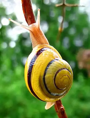 Cepaea hortensis