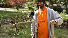 Image 1Snake coiled on a stick in Oklahoma. It was brumating in a large pile of wood chips, found by this landscaper after he bulldozed the pile in late autumn 2018. (from Snake)