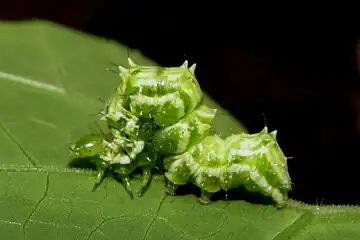 Snake gourd semilooper anadevidia peponis larvae from Tuvvur, Kerala, India