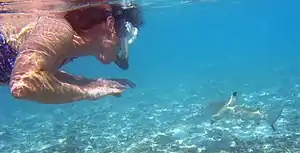 Photo of snorkeler with shark in shallow water.