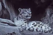 Snow leopard