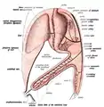 First stage of the development of the intestinal canal and the peritoneum, seen from the side (diagrammatic). From colon 1 the ascending and transverse colon will be formed and from colon 2 the descending and sigmoid colons and the rectum.