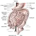 Third state of the development of the intestinal canal and peritoneum, seen from in front (diagrammatic). The mode of preparation is the same as in Fig 400