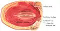 Corrugator supercilii seen from the inside.