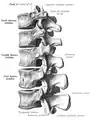 Lower thoracic and upper lumbar vertebrae seen from the side