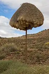 A nest on an electricity pole