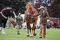 Soham Carnival & Heavy Horse Show